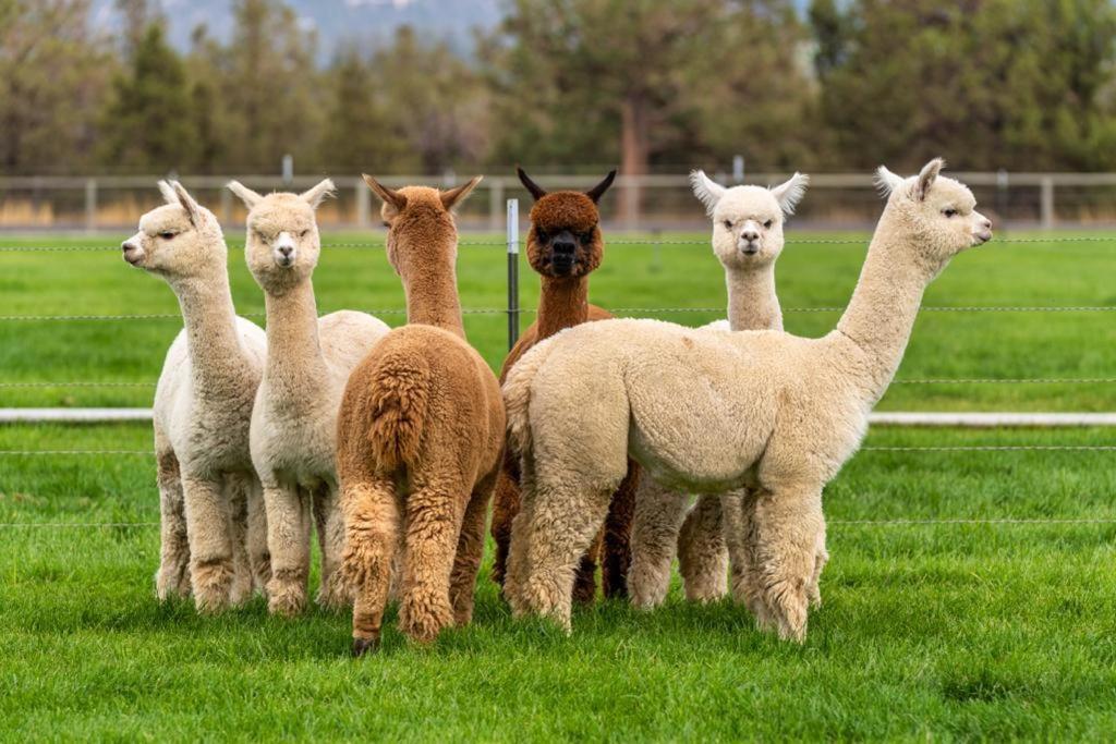 Alpaca Farm And B&B - Mama Adama Grândola Buitenkant foto